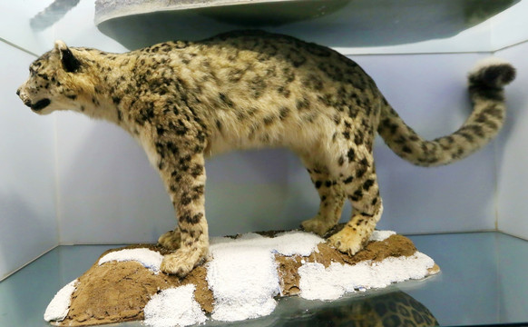 濒危动物雪豹标本