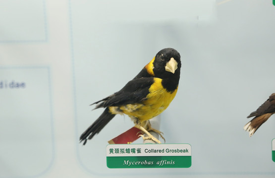 珍惜鸟类黄颈拟蜡嘴雀标本