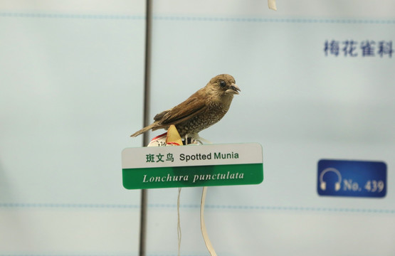 珍惜鸟类斑文鸟的标本