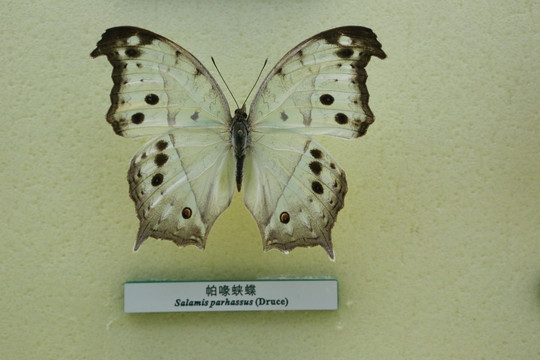 蝴蝶标标本本帕喙蛱蝶