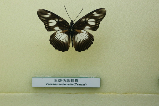蝴蝶标本玉斑伪珍蛱蝶