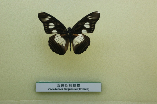 蝴蝶标本五班伪珍蛱蝶