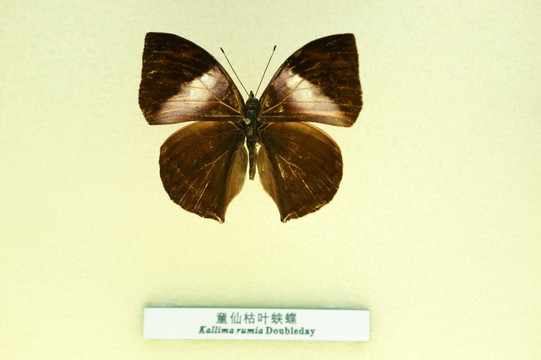 蝴蝶蝶标本童仙枯叶蛱蝶