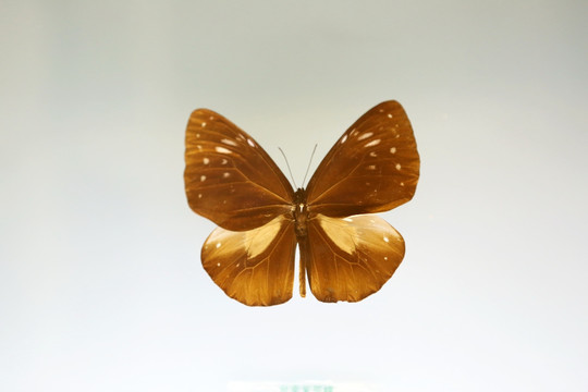 蝴蝶标本台台南紫斑蝶