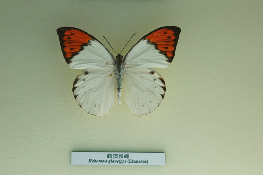 蝴蝶标本鹤顶粉蝶