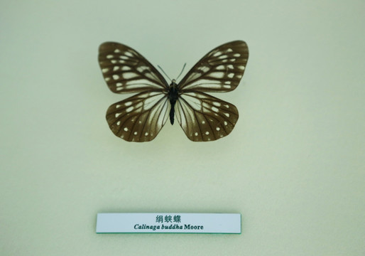蝴蝶标本本绢蛱蝶