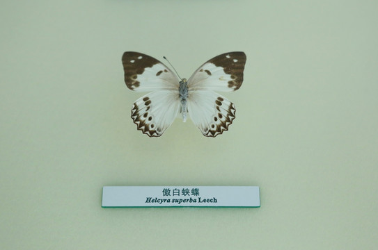 蝴蝶标本傲白蛱蝶