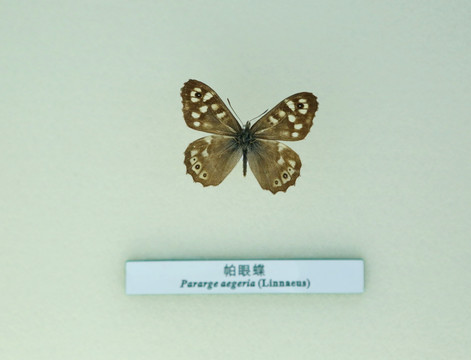 蝴蝶标本帕眼蝶