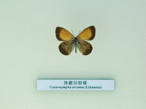 蝴蝶标本隐藏珍眼蝶