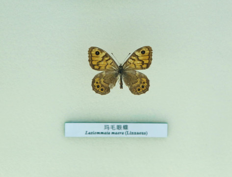 蝴蝶标本玛毛眼蝶
