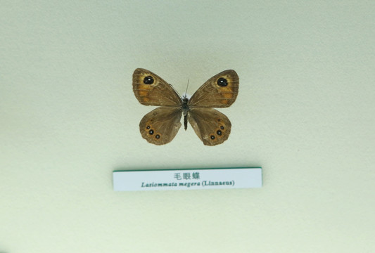 蝴蝶标本毛眼蝶