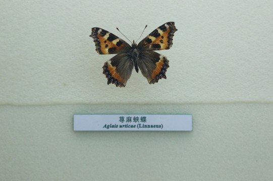蝴蝶标本荨麻蛱蝶