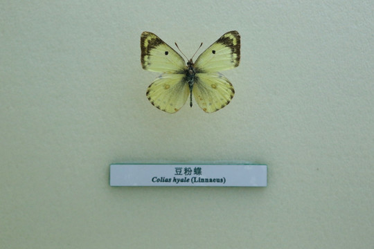 蝴蝶标本豆粉蝶