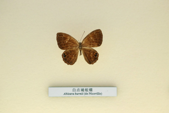 蝴蝶标本白点褐砚蝶