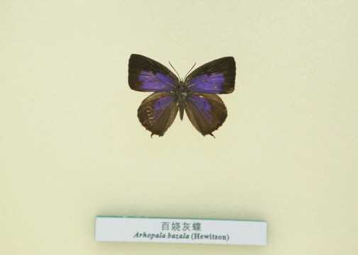 蝴蝶标本百娆灰蝶