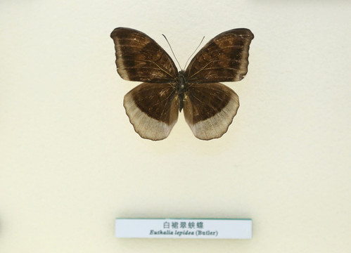 蝴蝶标本白群翠蛱蝶
