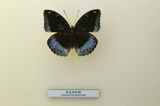 蝴蝶标标本黑角律蛱蝶