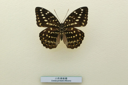 蝴蝶标本小豹律蛱蝶