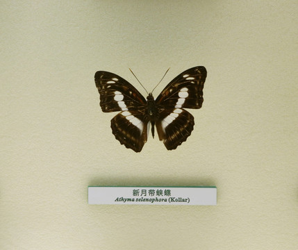 蝴蝶蝶标标本新月带蛱蝶