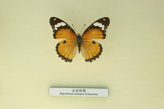 蝴蝶金斑蛱蝶标本