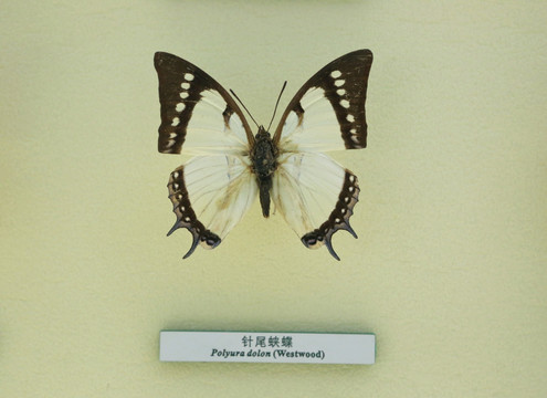 蝴蝶标本针尾蛱蝶