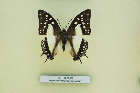 蝴蝶标本大二尾蛱蝶
