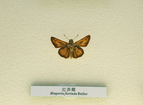 中国蝴蝶标本红弄蝶