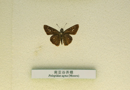 蝴蝶标本南亚谷弄蝶
