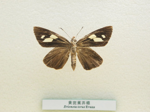 中国蝴蝶标本黄斑蕉弄蝶