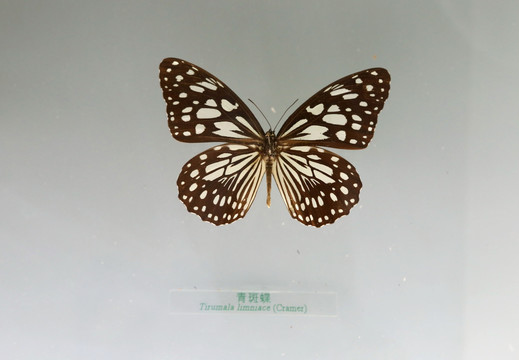 中国蝴蝶标本青斑蝶