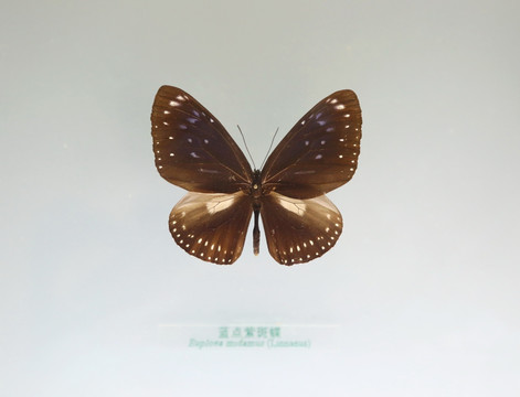 中国蝴蝶标本蓝点紫斑蝶