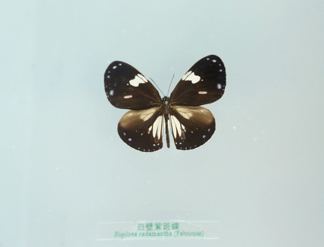 中国蝴蝶蝶标本本默紫斑蝶蝶