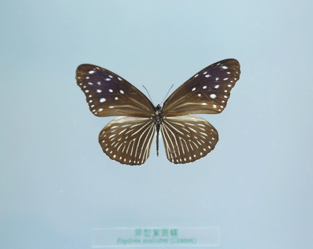 中国蝴蝶标本异形紫斑蝶