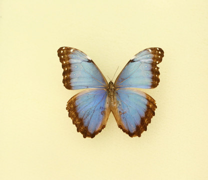 美洲蝴蝶黑框蓝闪蝶标本