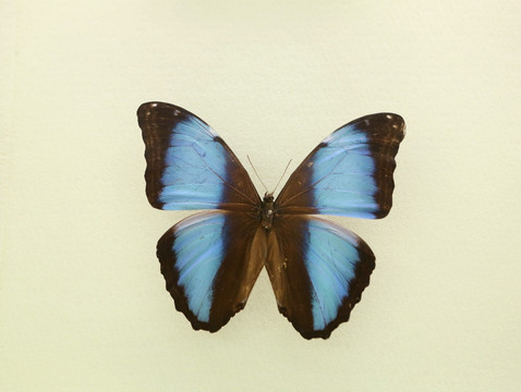 美洲蝴蝶蓝月闪蝶的标本