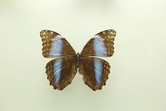 美洲蝴蝶双列蓝闪蝶的标本
