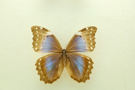 美洲蝴蝶蝶白白点蓝闪蝶的标本