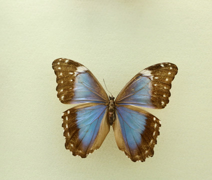 美洲黑黑框蓝闪蝶蝴蝶标本