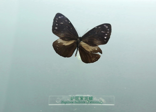 中国中国蝴蝶标本妒丽紫斑蝶