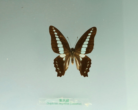 中国蝴蝶标本青凤蝶