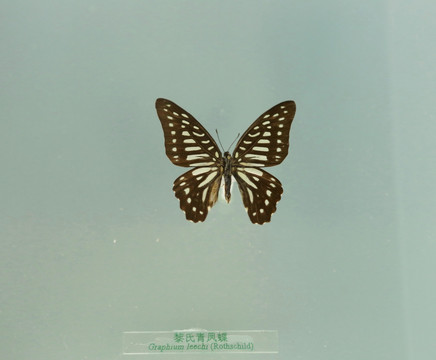 中国国蝴蝶标本黎氏青凤蝶