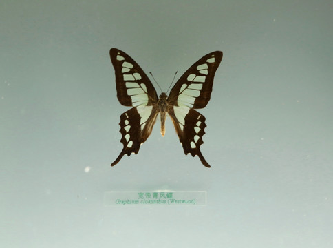中国蝴蝶标本宽带青凤蝶