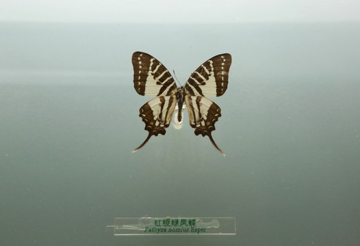 中国蝴蝶标本红绶绿凤蝶