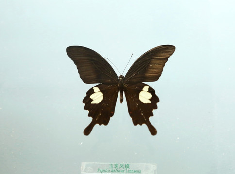 中国蝴蝶玉玉斑凤蝶标本本