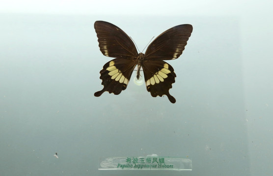 中国蝴蝶希希波玉带凤蝶标本