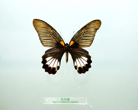 中国蝴蝶美凤蝶标本