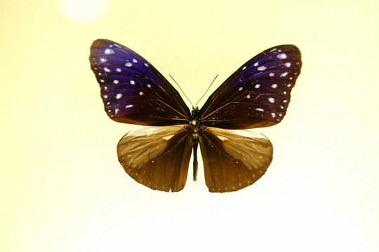 蝴蝶异形紫斑蝶标本