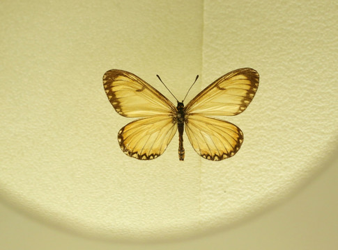 蝴蝶苎麻疹蝶的标本