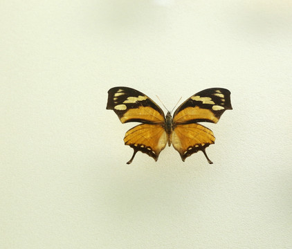 美洲蝴蝶花鹞蛱蝶标本