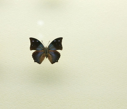 美洲蝴蝶蓝点蛱蝶标本